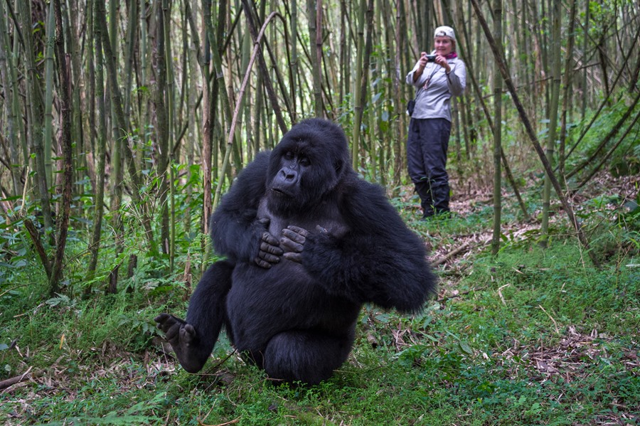 Gorilla Trekking in Bwindi Impenetrable National Park: A Journey into the Wild Heart of Uganda